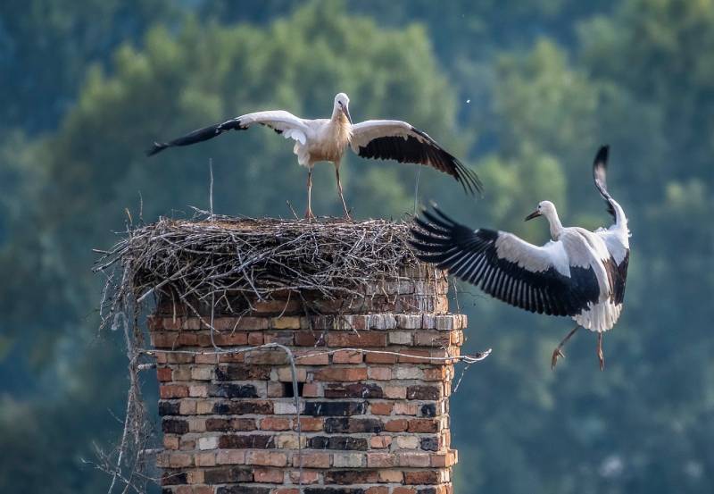 Professional Chimney Animal Removal Services in Coppell, Texas
