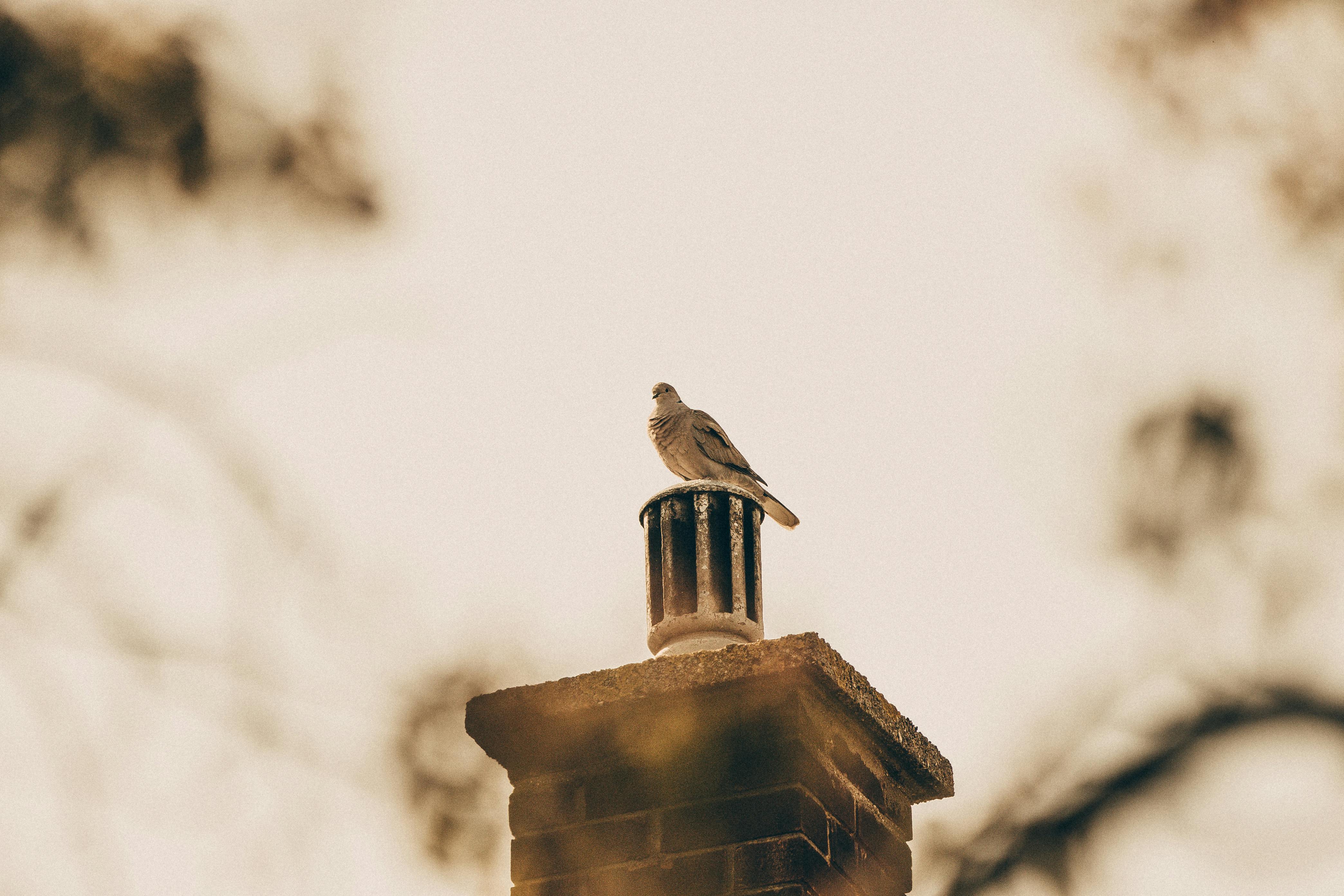 Expert Chimney Cap Installation in Coppell, Texas